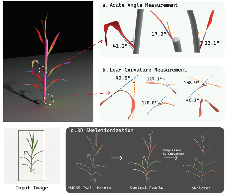 Original MIRAGE paper figure showing maize leaf angle and curvature measurements and 3D skeletonization